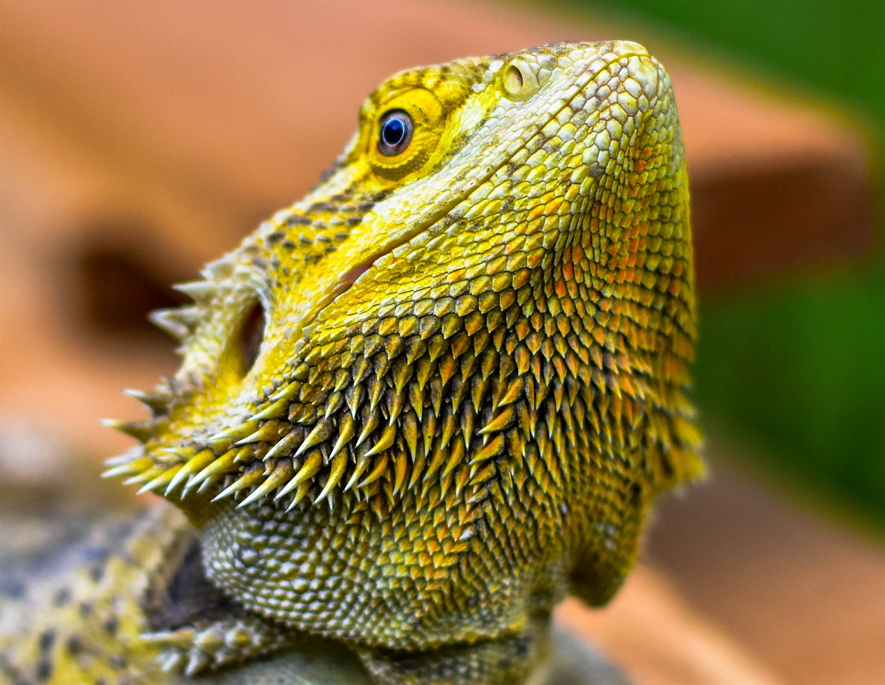 Lorem Ipsum 7